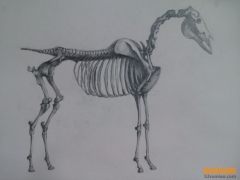 素描動物教程（以畫馬為例）