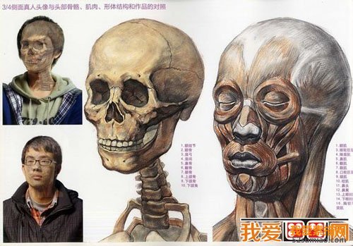頭顱骨點說明