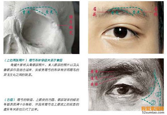 眼睛骨骼結構