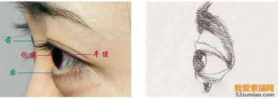 側面眼睛的表現(xiàn)規(guī)律
