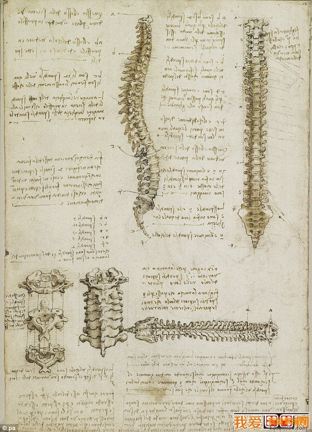 達芬奇人體素描手稿作品