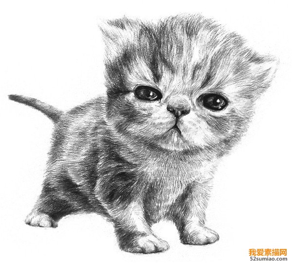 素描動物小貓咪