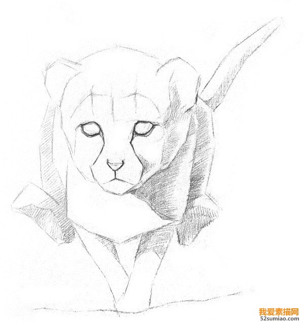 素描小獵豹明暗關系