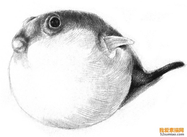 素描河豚細節