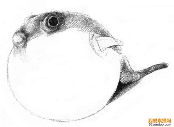 素描河豚明暗關系