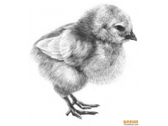 素描動物入門：素描小雞的繪畫教程