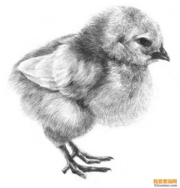 小雞素描細節