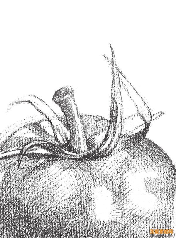 素描西紅柿細節