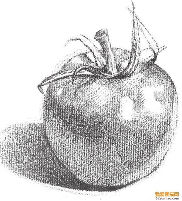 素描西紅柿形態