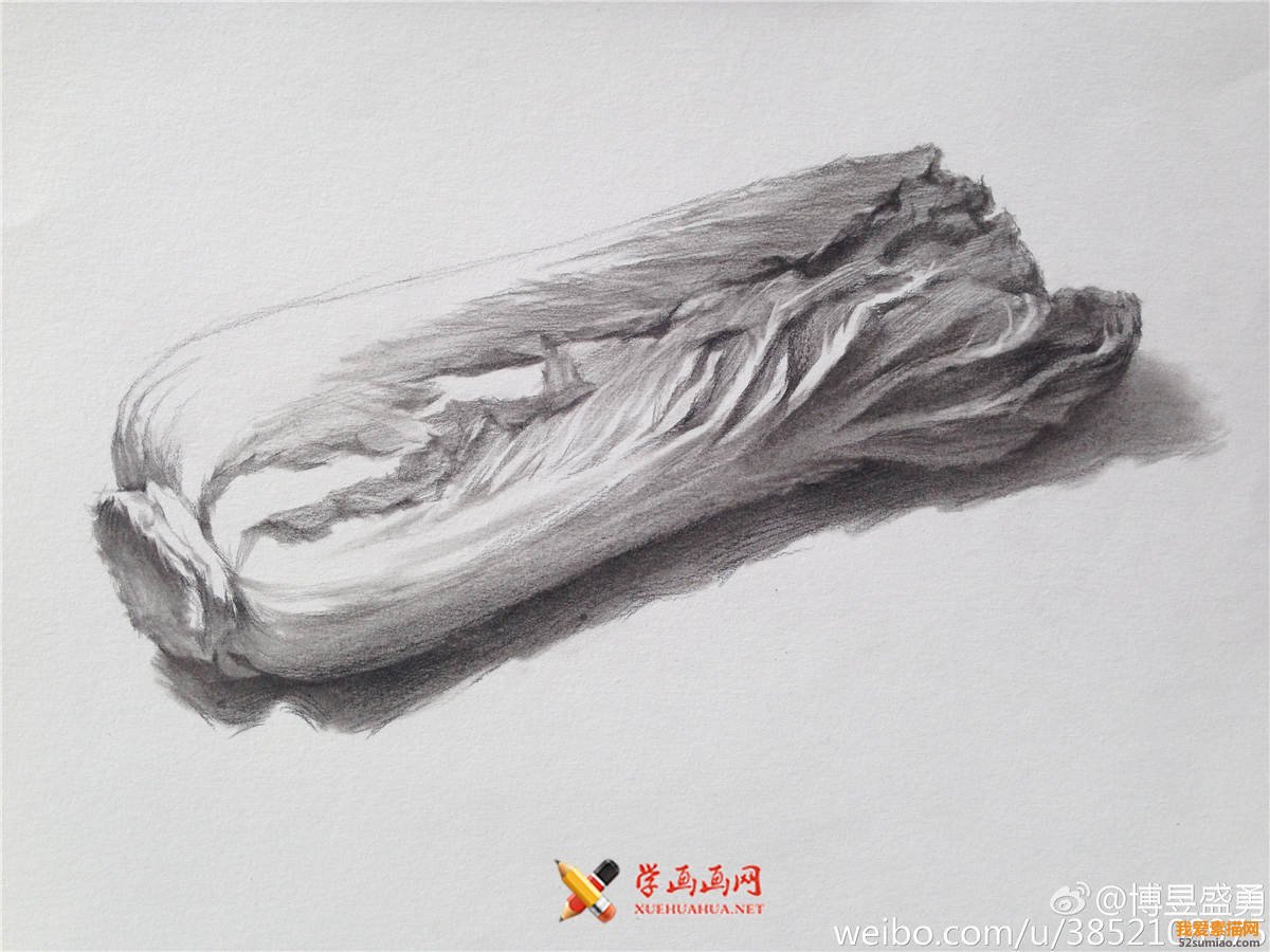 素描入門：單個物體白菜的素描畫法教程(5)