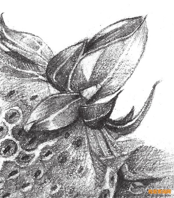 素描草莓的細節要點