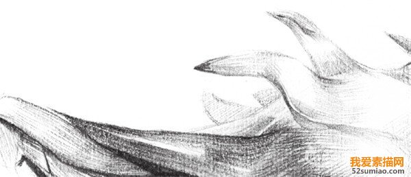 素描火龍果細節