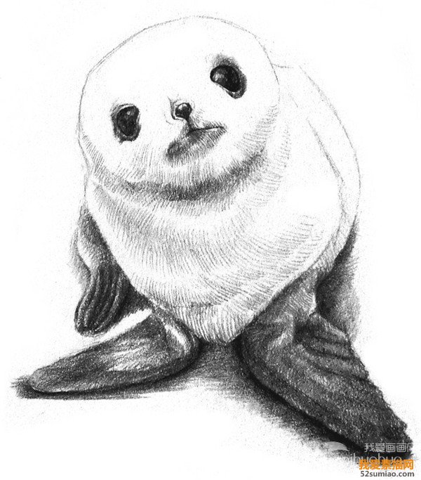 素描海豹細節刻畫