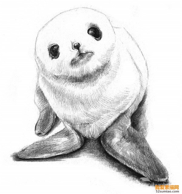 素描海豹明暗關系