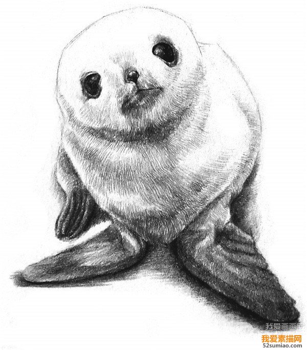素描海豹毛發