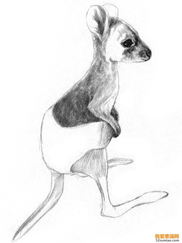 素描袋鼠明暗關系