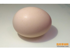 零基礎素描教程 | 輕松教你畫雞蛋