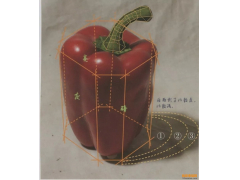 超強干貨丨素描基礎單體之青椒